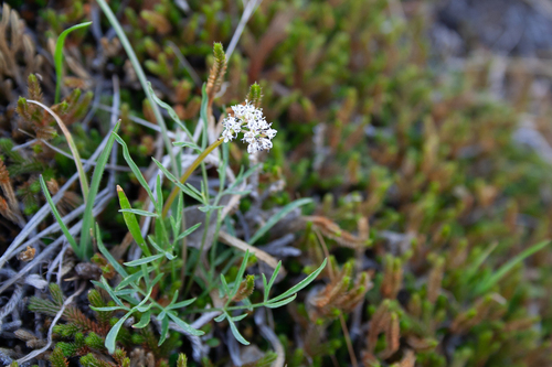 Lomatium gormanii