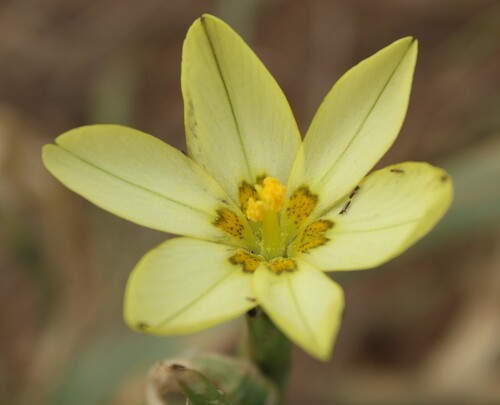 Moraea miniata, photograph 6
