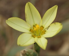 Moraea miniata, photograph author not stated, no rights reserved