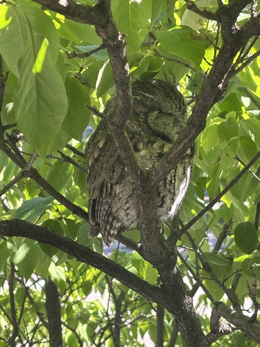 Eastern Screech-Owl observed by antirrhopus