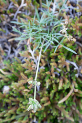 Lomatium gormanii, photograph (c) Cody Hinchliff, some rights reserved (CC BY)