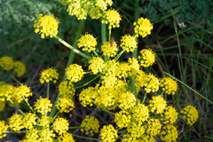 Lomatium papilioniferum
