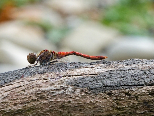 Common Darter
