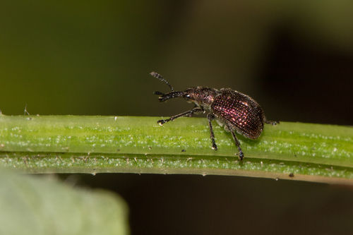 Involvulus cupreus
