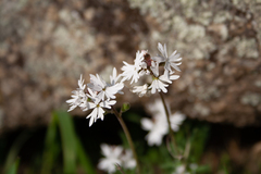 Lithophragma parviflorum