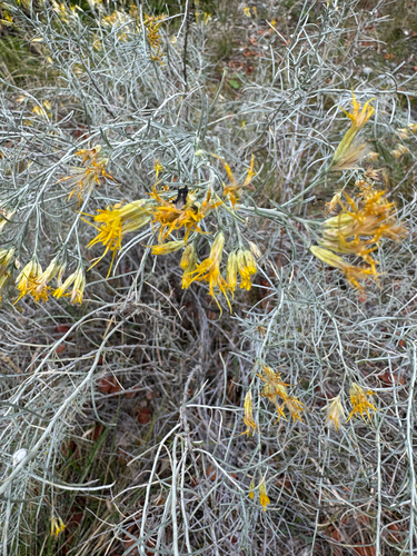 Rubber Rabbitbrush