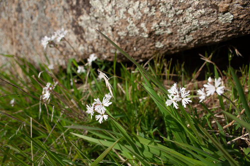 Lithophragma parviflorum, photograph 1