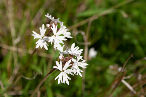 Lithophragma parviflorum, photograph 2