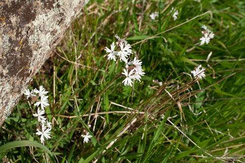 Lithophragma parviflorum, photograph 3