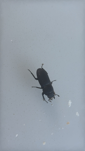 Lesser Stag Beetle