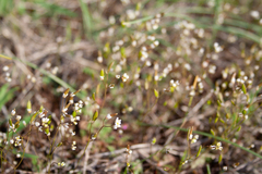 Draba verna