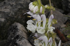 Salvia argentea