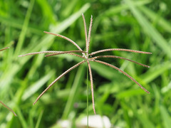 Chloris gayana