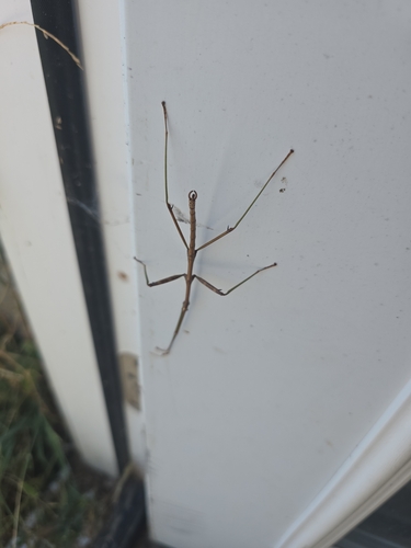 Northern Walkingstick