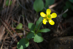 Ranunculus glaberrimus, photograph (c) Cody Hinchliff, some rights reserved (CC BY)