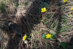 Ranunculus glaberrimus, photograph (c) Cody Hinchliff, some rights reserved (CC BY)