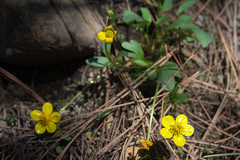 Ranunculus glaberrimus