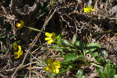Ranunculus glaberrimus, photograph (c) Cody Hinchliff, some rights reserved (CC BY)