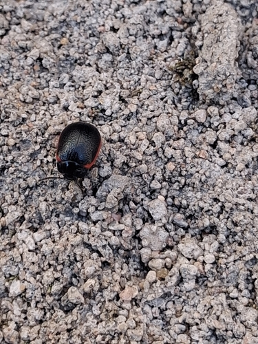 Chrysolina sanguinolenta