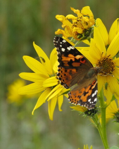 Painted Lady