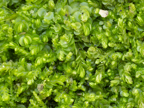 Ladder Flapwort