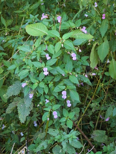 Himalayan balsam