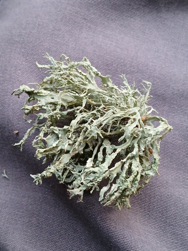 Farinose Cartilage Lichen