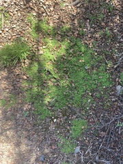 Callitriche marginata