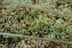 Selaginella rupestris, photograph (c) northerly, some rights reserved (CC BY)