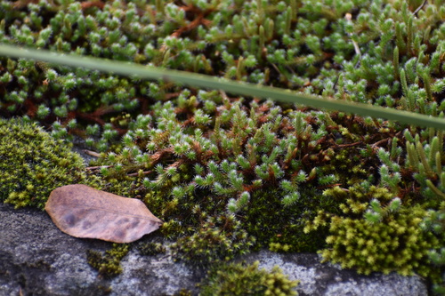 Selaginella rupestris, photograph 6