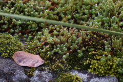 Selaginella rupestris, photograph (c) northerly, some rights reserved (CC BY)