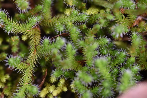 Selaginella rupestris, photograph 3
