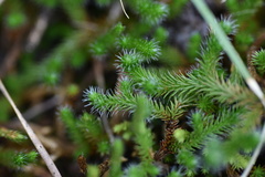 Selaginella rupestris, photograph (c) northerly, some rights reserved (CC BY)