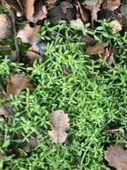 Callitriche marginata