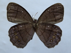 Taygetina oreba