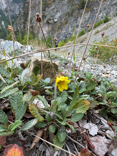 Yellow Mountain-avens