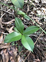 Alyxia magnifolia