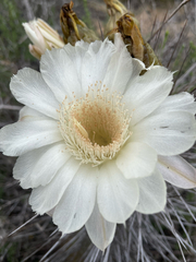 (c) Gaston Carvallo B., some rights reserved (CC BY) Leucostele deserticola, photograph (c) Gaston Carvallo B., some rights reserved (CC BY)