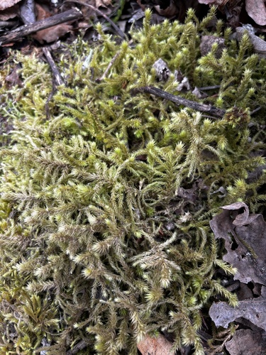 Lanky Moss
