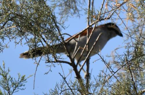 Chagra del Senegal (Tchagra senegalus)