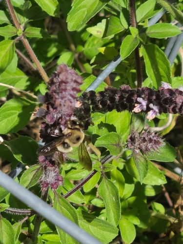 Eastern Carpenter Bee