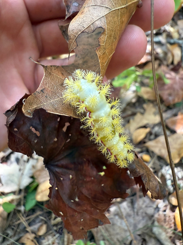 Io Moth
