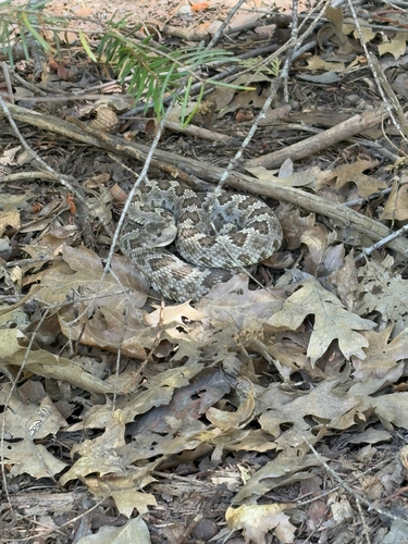 iNaturalist observation photo of Northern Pacific Rattlesnake