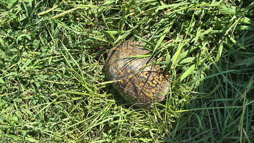 Eastern Box Turtle