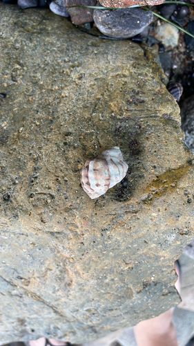 Mexacanthina lugubris observed 2026-09-14