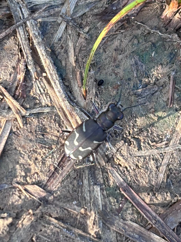 Oblique-lined Tiger Beetle