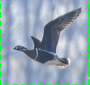 Red-breasted Goose