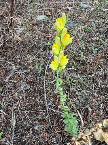 Balkan toadflax
