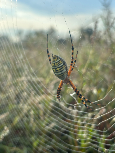 Banded Garden Spider