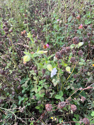 white campion